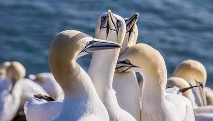 b体育下载-中国足协:伊朗U-23因故退出西安四国邀请赛,越南U-23递补参赛