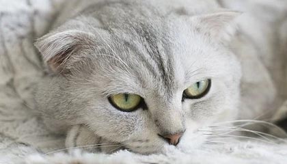 b体育-中国女篮热身赛战胜巴西队